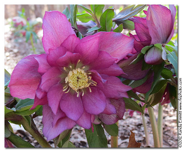 Randy & Meg's Garden Paradise Pine Knot Farms Hellebore Fest 2012