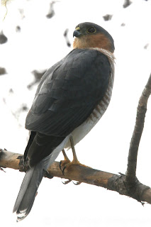 Sharp-shinned Hawk