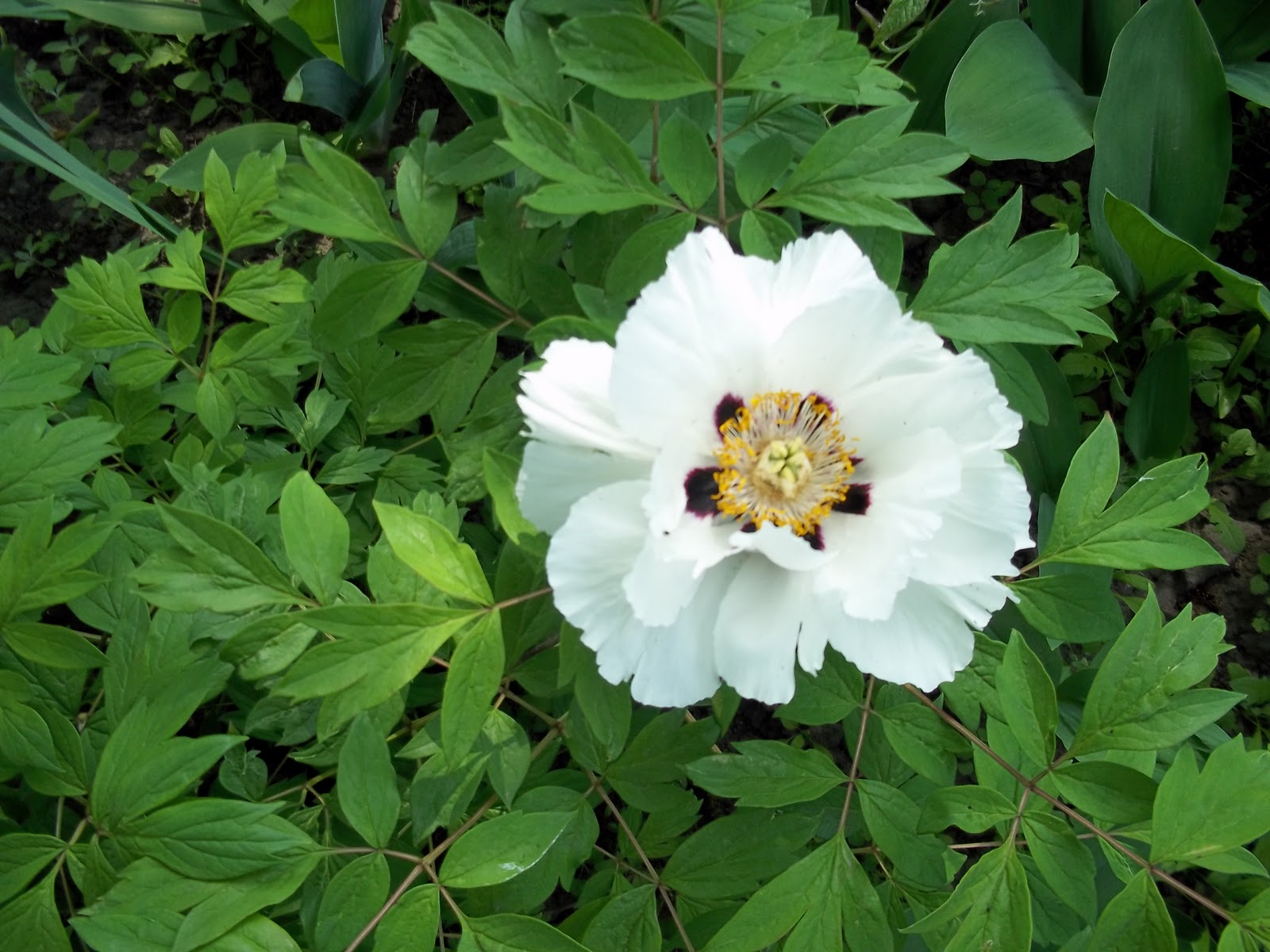 Древовидный пион