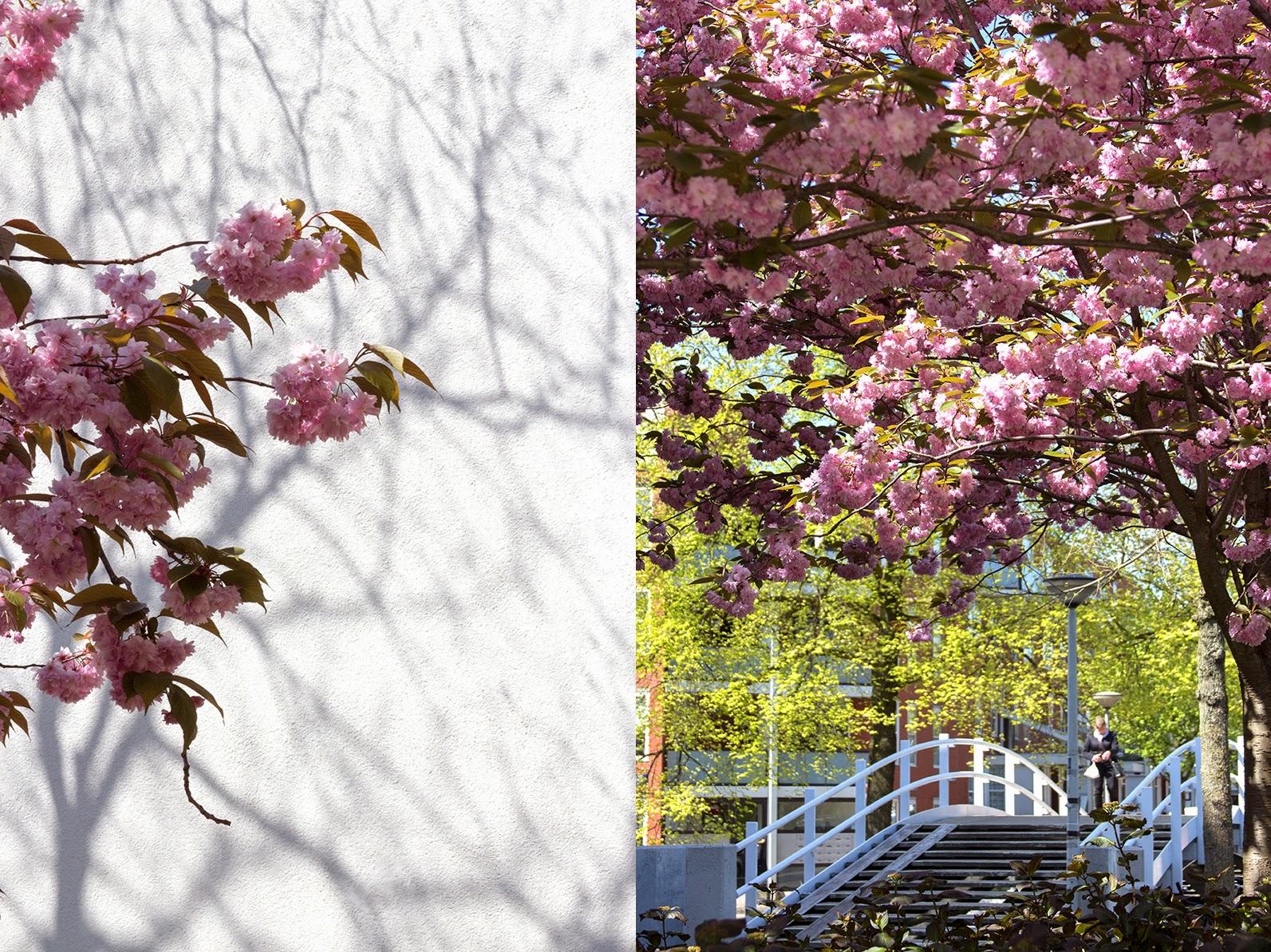 blossoms, shadows and a bridge