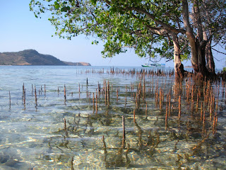 Manglar