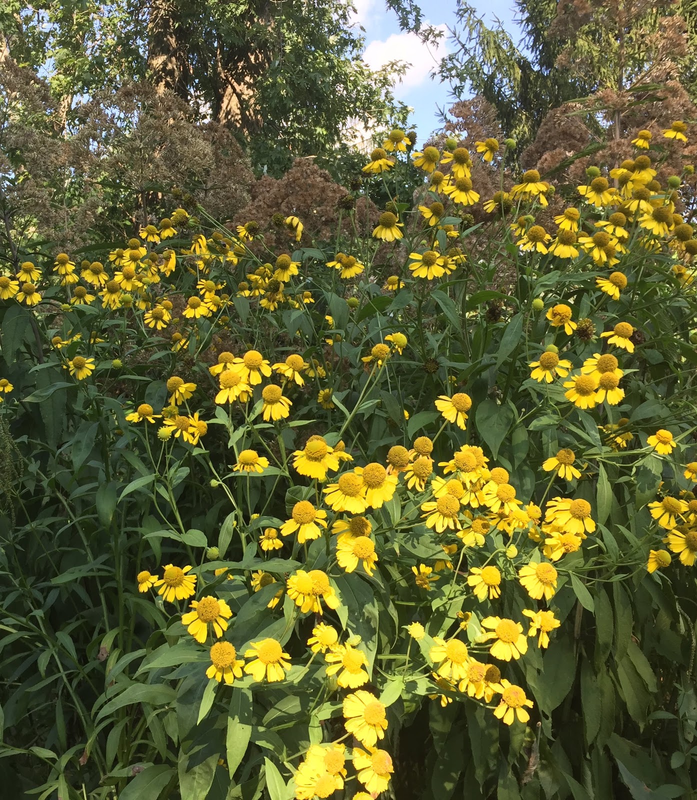 Princeton Nature Notes August's Peak Bloom of Native Wildflowers