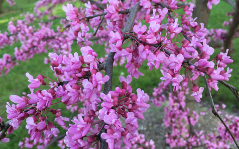 Eastern redbud flowering tree cercis canadensis