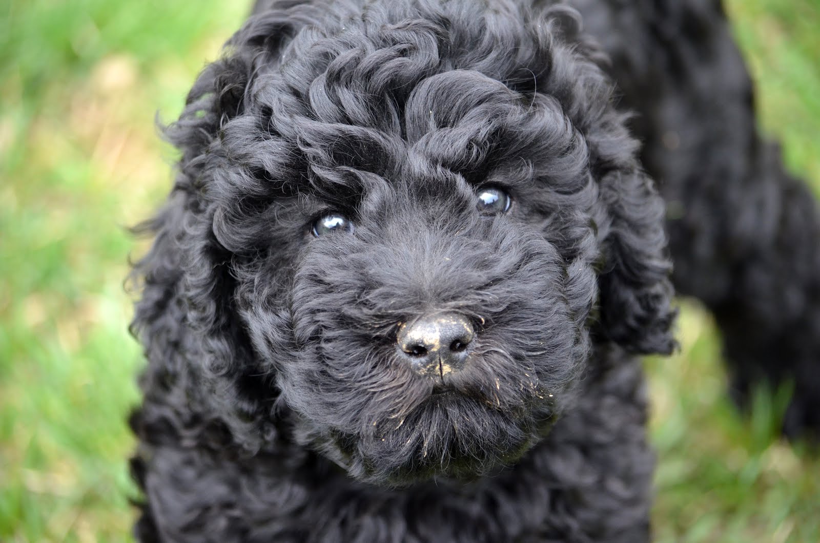 A Hickory Tavern Farm Puppy