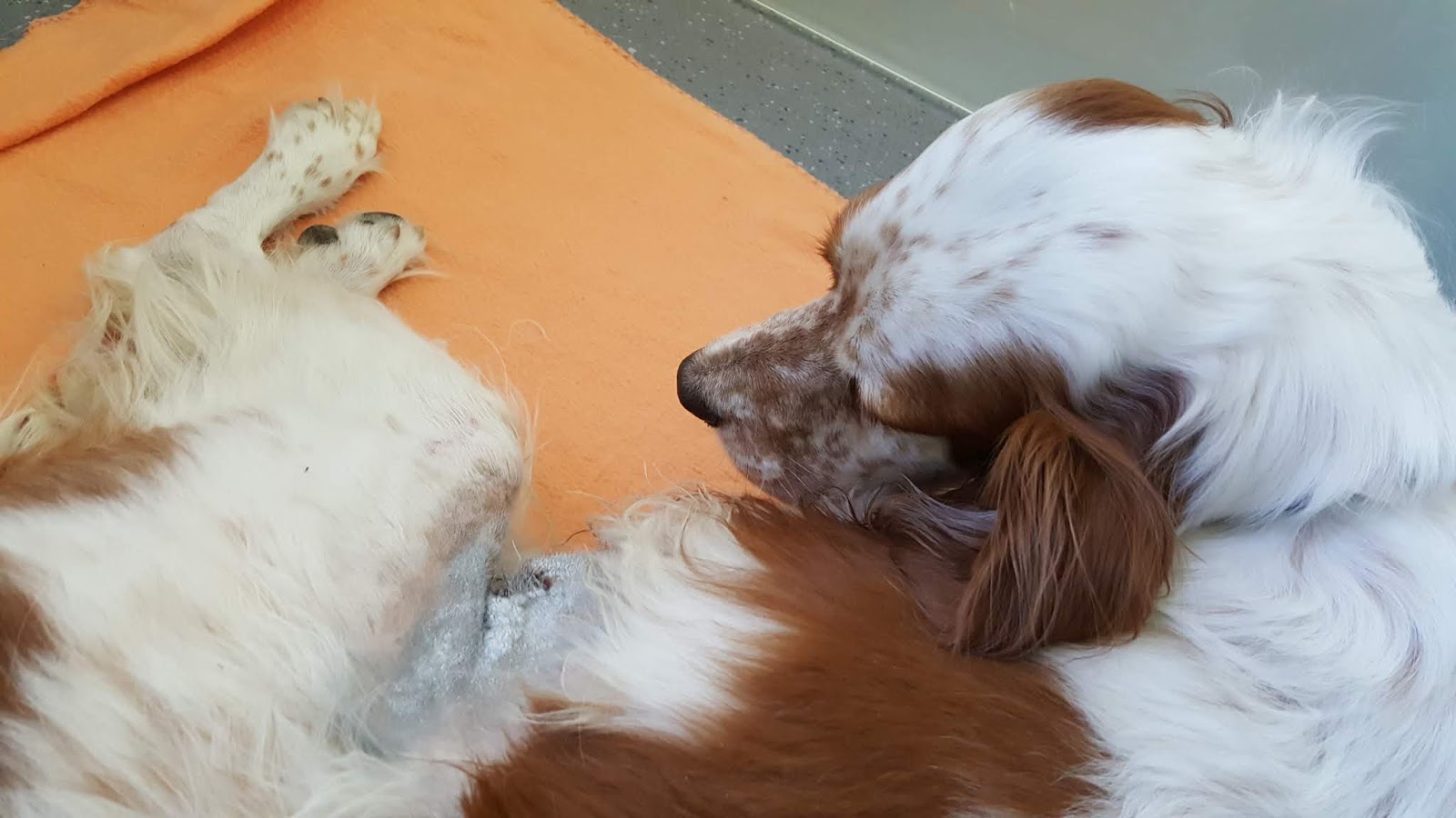 SignalHund Blog Ich sag�s Euch ehrlich! Böse Gefahrenquellen oder