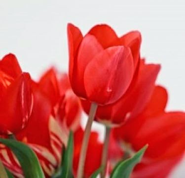  Bunga  Tulip Indah Hasil Kerajinan  Tangan dari  Sedotan  