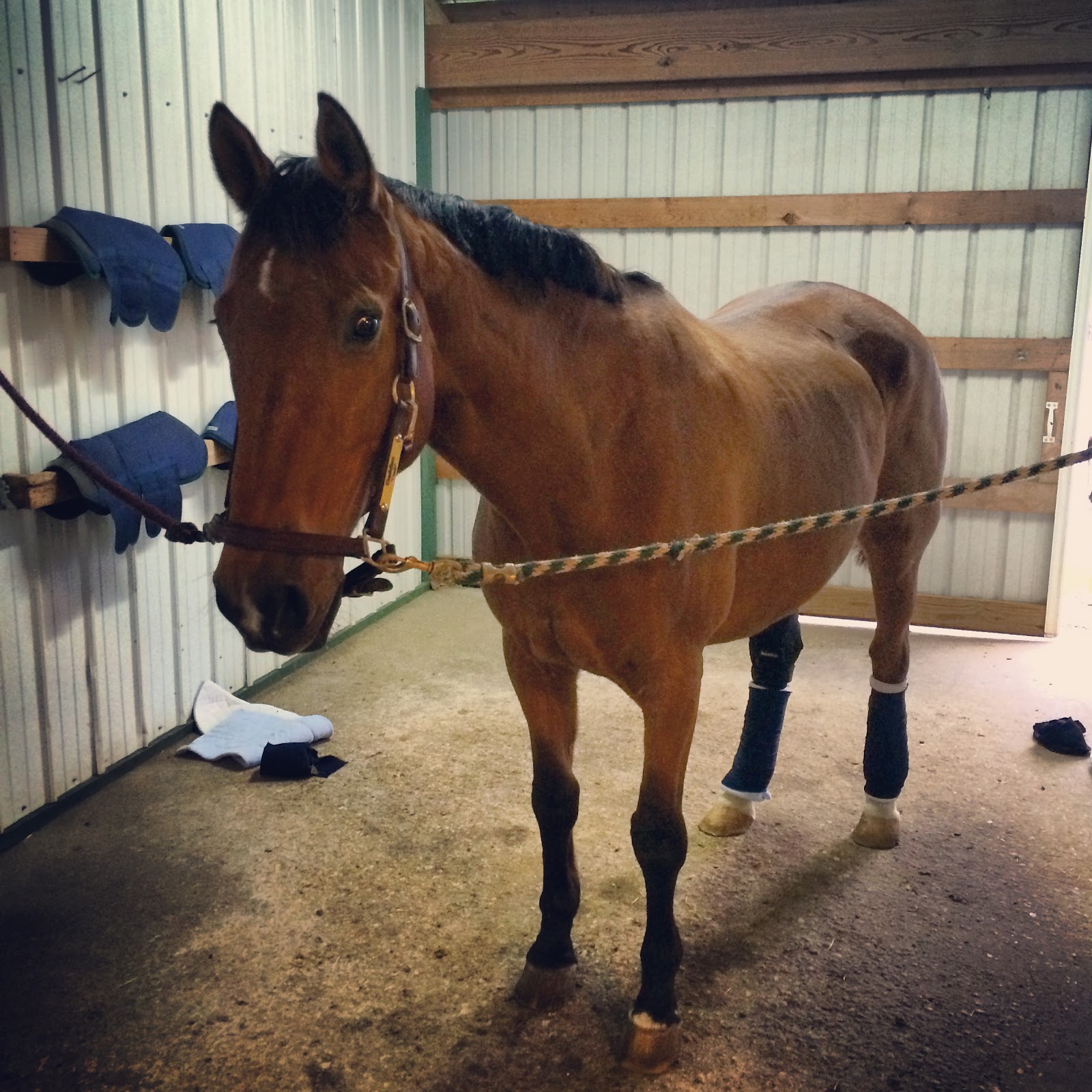 Equestrian, DVM Back On Track Review Standing Wraps