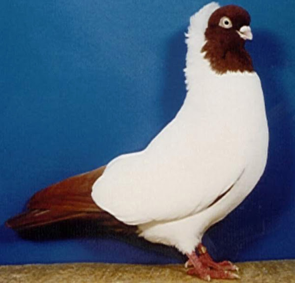 german nun pigeon, about german nun pigeon, german nun pigeon appearance, german nun pigeon breed, german nun pigeon breed info, german nun pigeon breed facts, german nun pigeon care, caring german nun pigeon, german nun pigeon color, german nun pigeon characteristics, german nun pigeon facts, german nun pigeon for flying, german nun pigeon for exhibition, german nun pigeon history, german nun pigeon info, german nun pigeon images, german nun pigeon origin, german nun pigeon photos, german nun pigeon pictures, german nun pigeon rarity, german nun pigeon rearing, raising german nun pigeon, german nun pigeon size, german nun pigeon temperament, german nun pigeon tame, german nun pigeon uses, german nun pigeon weight