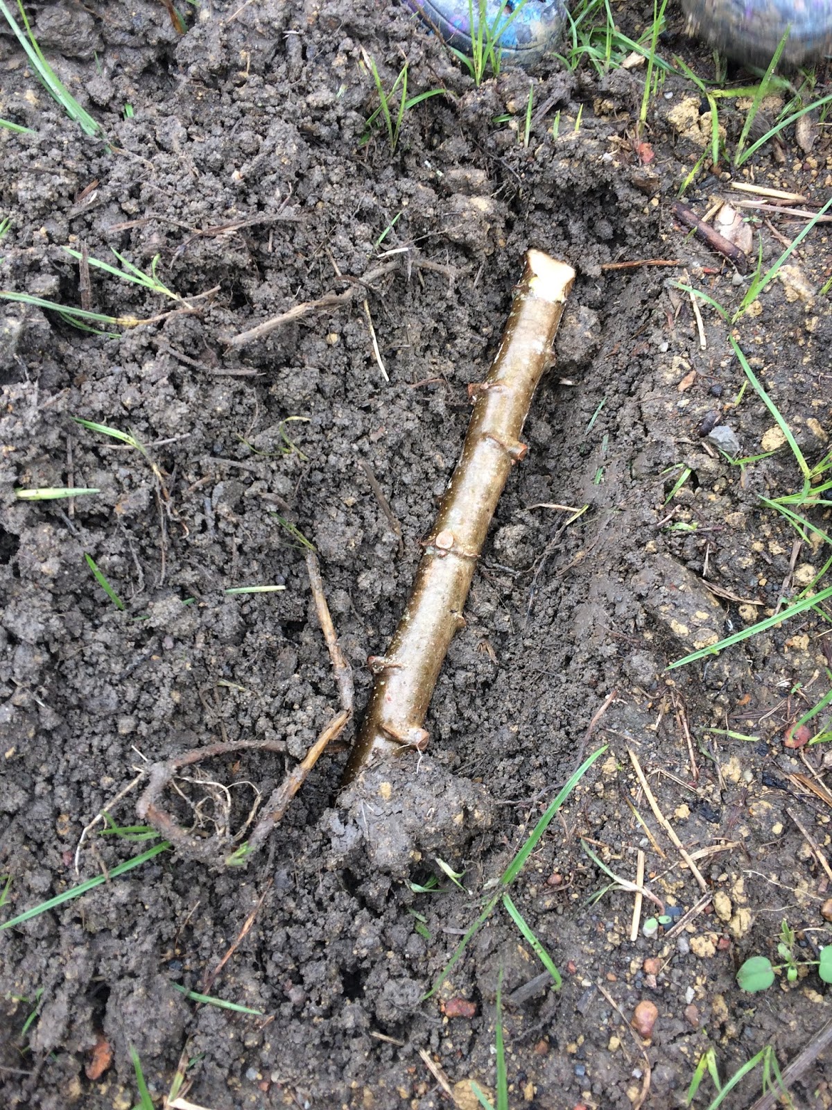 Laporan Mingguan Kumpulan 2 (AGR3001, Kumpulan 1)