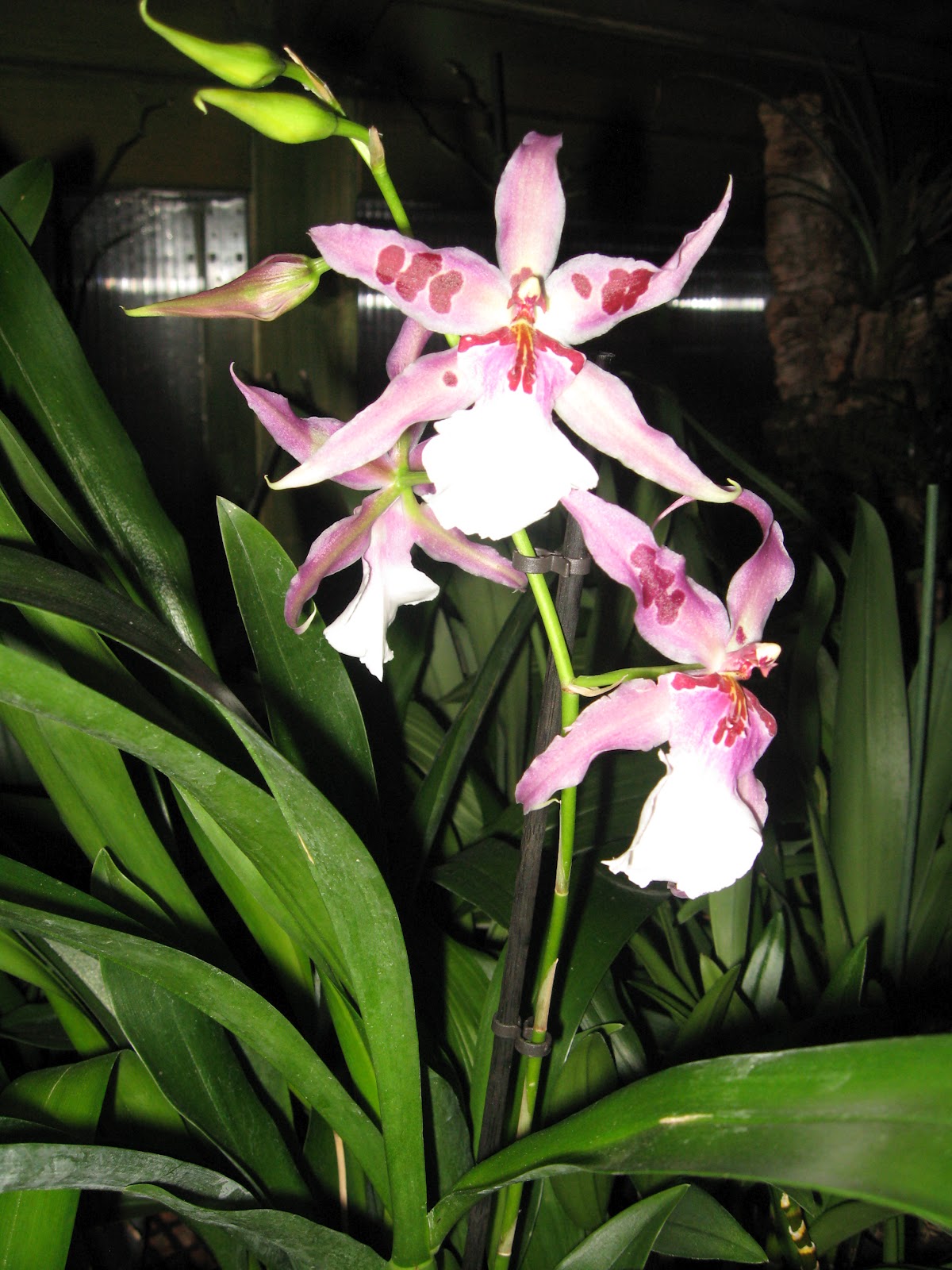 Orquídeas Blog de Angel Mar Beallaras (Orquídeas híbridos intergenéricos)