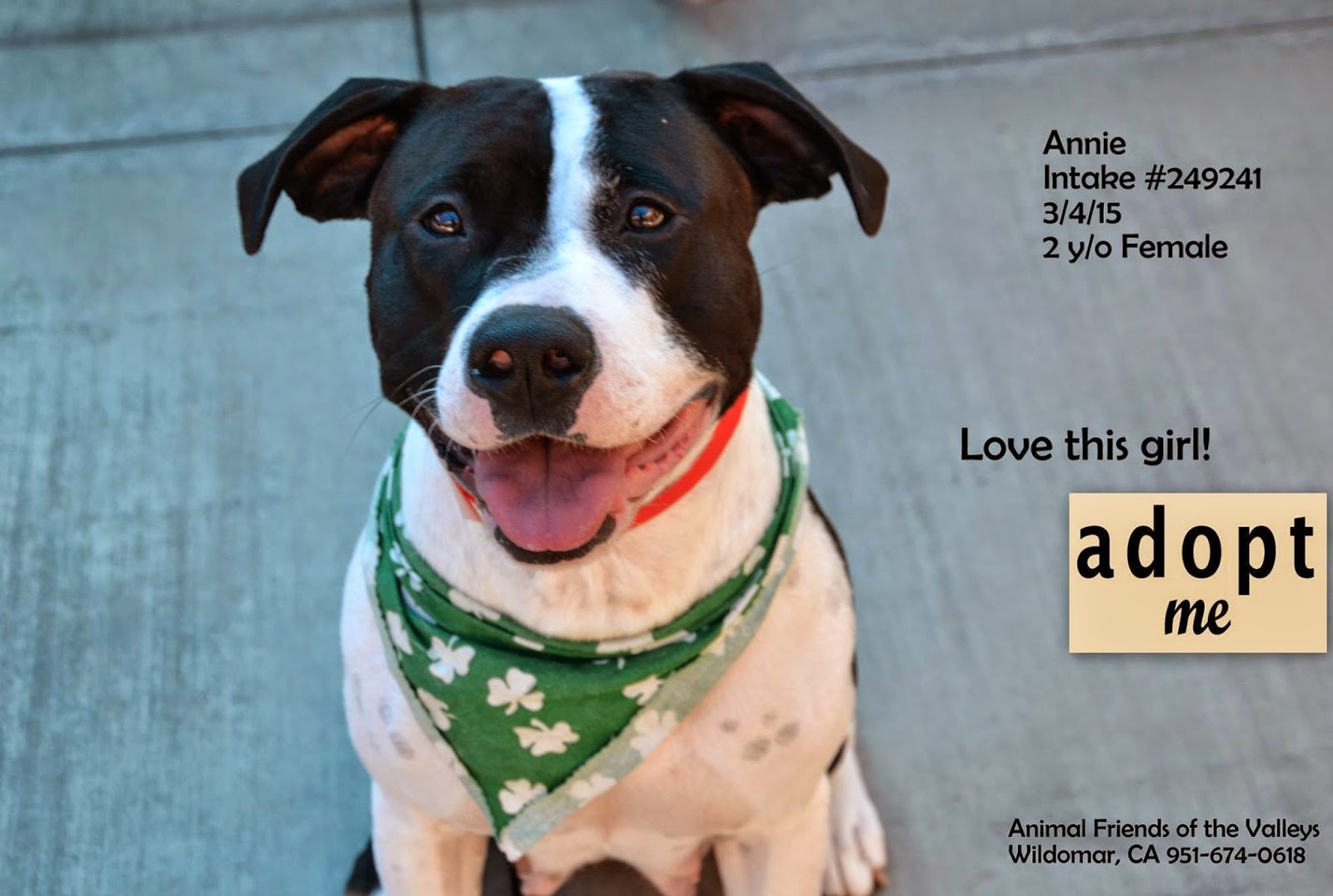 Gotta Love Dogs Pets In Need of Adopting! Annie