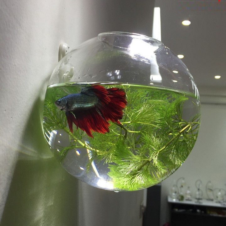Do Betta Fish like Fake Plants in Their Tank, Fundamentals Explained Image Do Betta Fish like Fake Plants in Their Tank, Fundamentals Explained