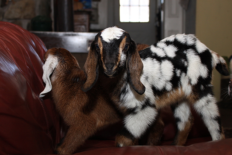 Vermont Dairy Goats: Meningeal Worm