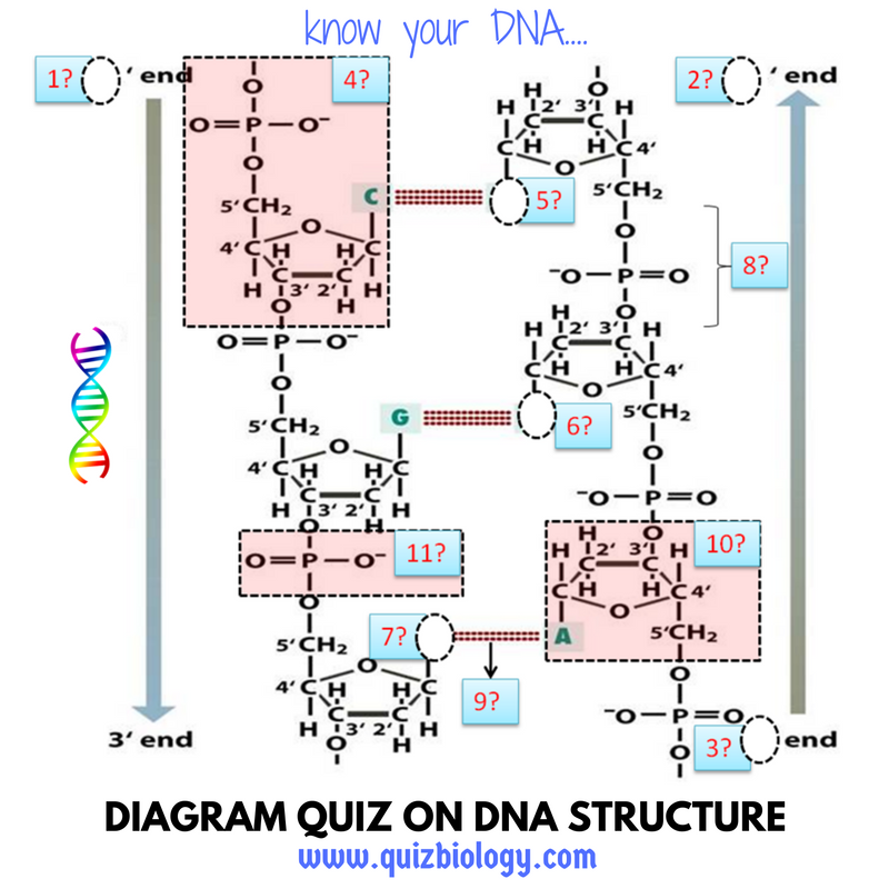Diagram Quiz on DNA Structure