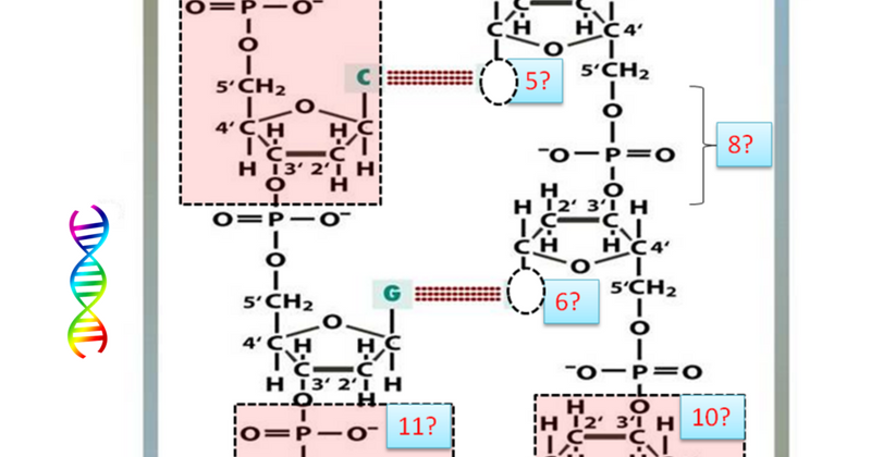 Diagram Quiz on DNA Structure | Biology Multiple Choice Quizzes
