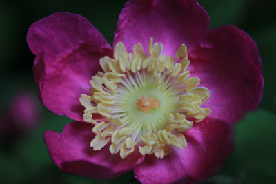 [Rosaceae] - Rosa nutkana - Nootka Rose in Shadow