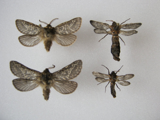 Hamish's wild world of insects: Moths with flightless females: two New ...