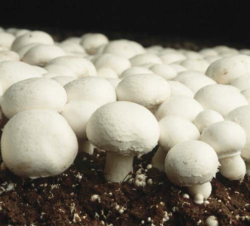 are button mushrooms easy to grow