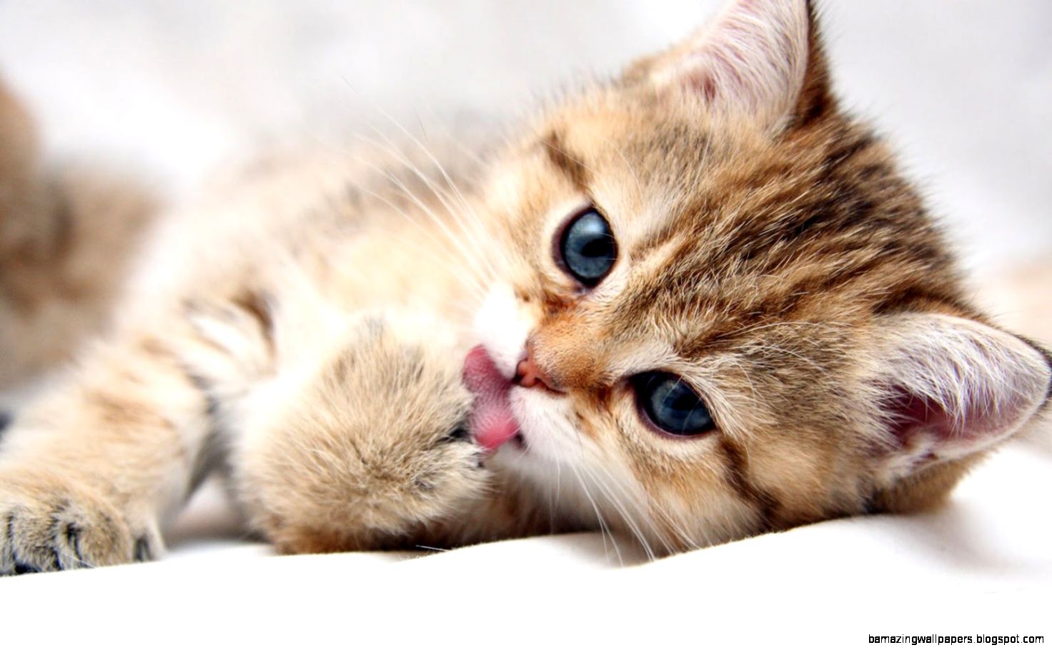 Cute Cat Images