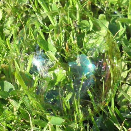 soap bubble on grass