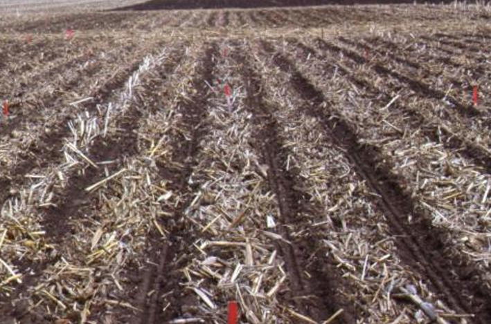 Corn Agronomy: Strip-Tillage: How does it affect yield in Wisconsin?