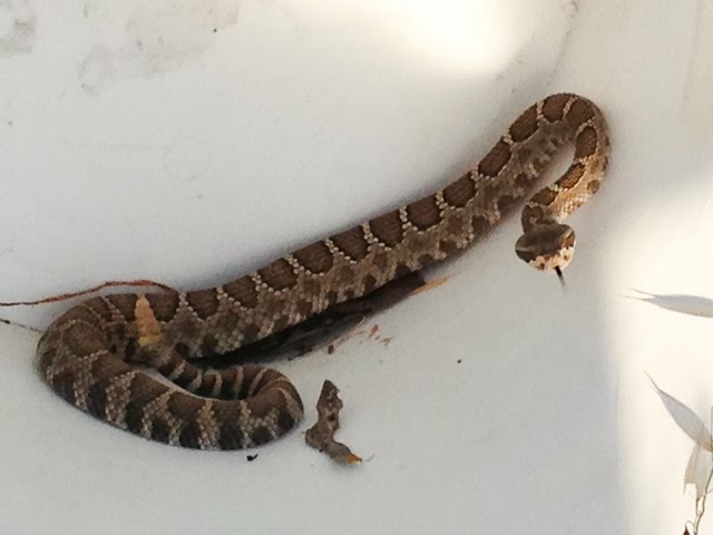 Dipper Ranch: Vote for the 2013 Walnut Label