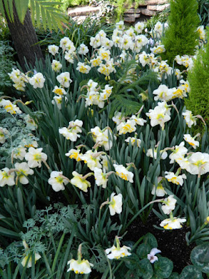 Allan Gardens Conservatory 2016 Spring Flower Show White Lion daffodil  by garden muses-not another Toronto gardening blog