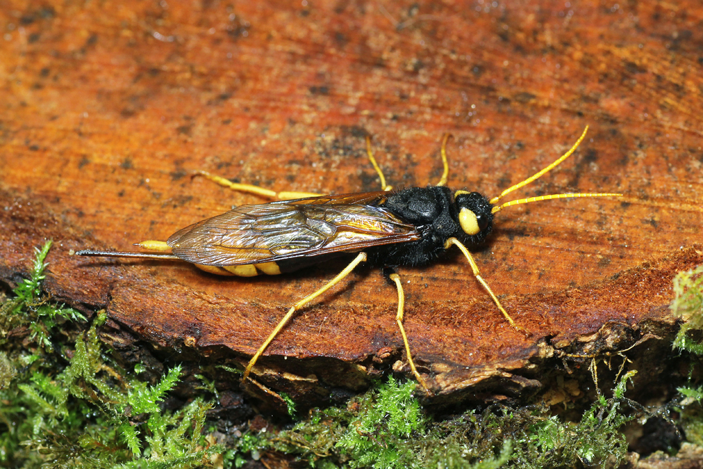 Gower Wildlife Greater (Horntail) Wood Wasp