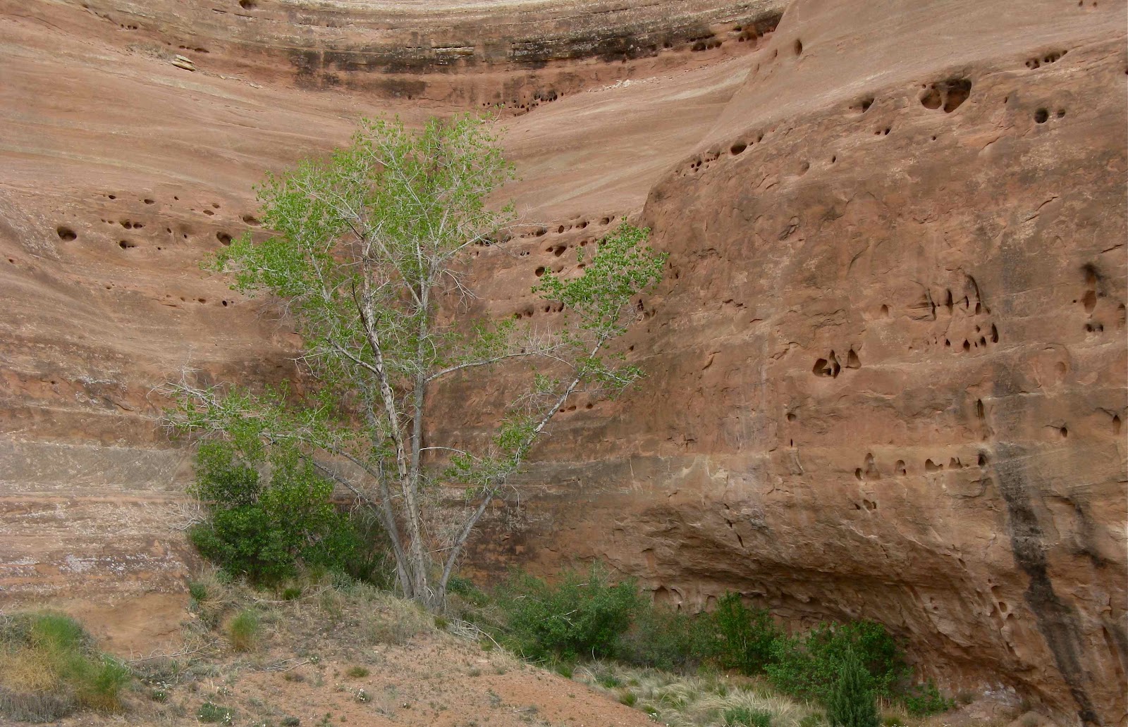 In the Company of Plants and Rocks High Desert Trees