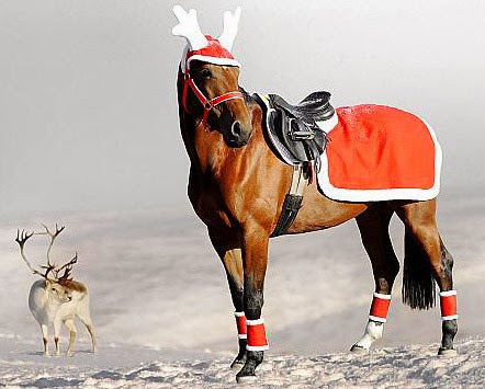 Paso Español: Coup de gueule : Décorer son cheval à noël