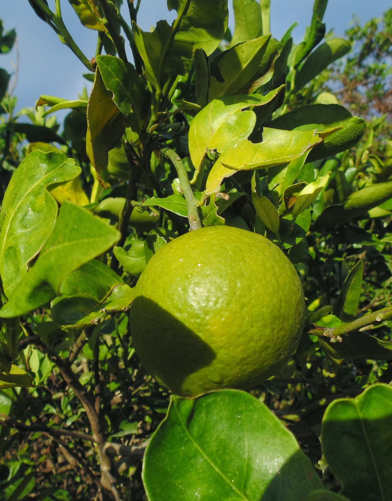 Pine Island, Florida Winter Fruit Growing on Pine Island,FL