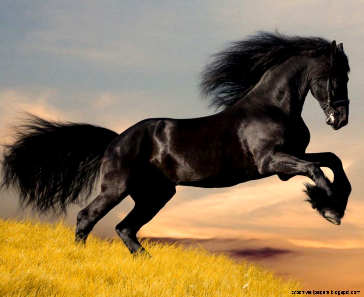 Arabian Horsehd Hd Wallpapers For Background Free