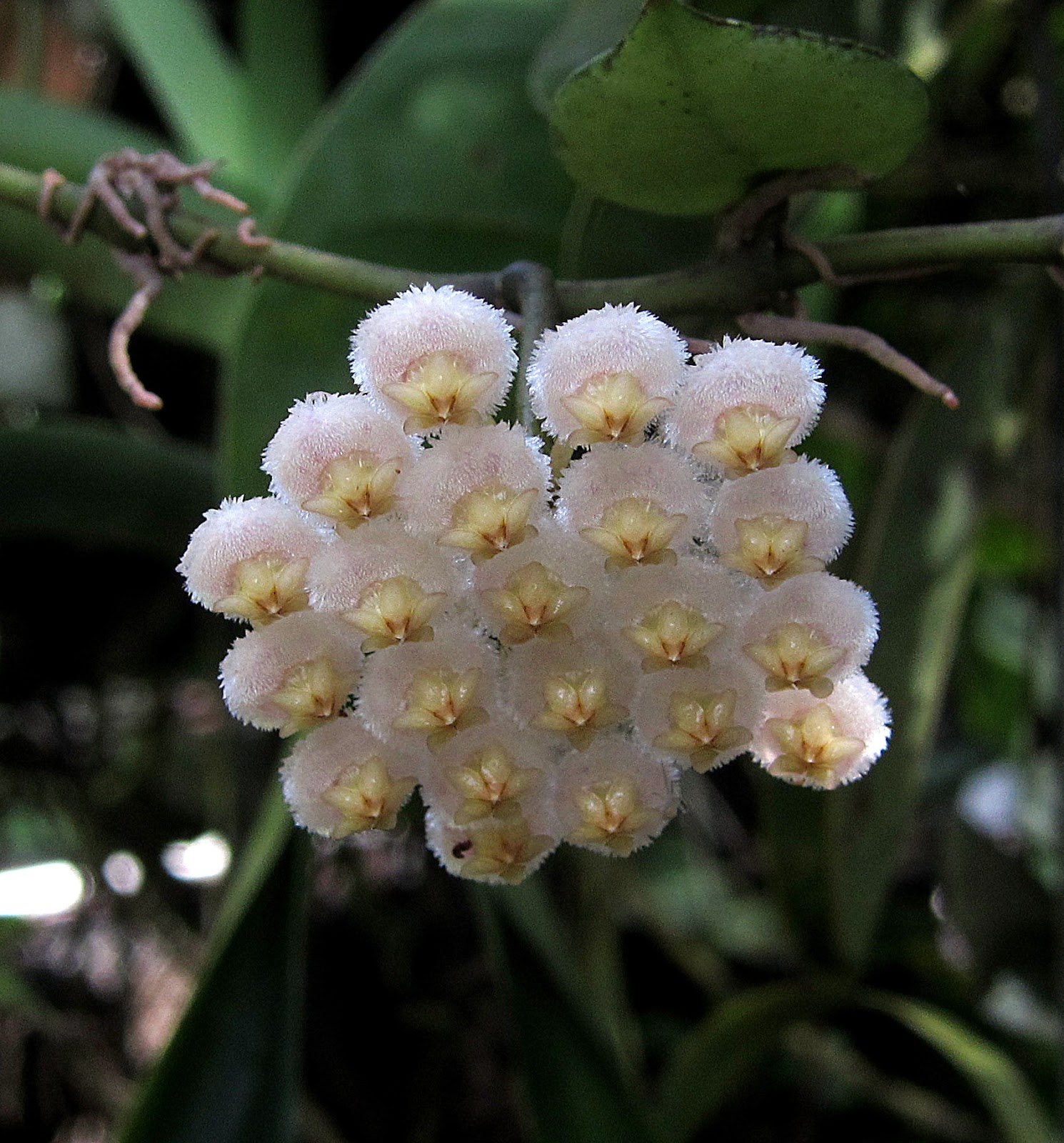 The small but powerfully fragrant Hoya lacunosa