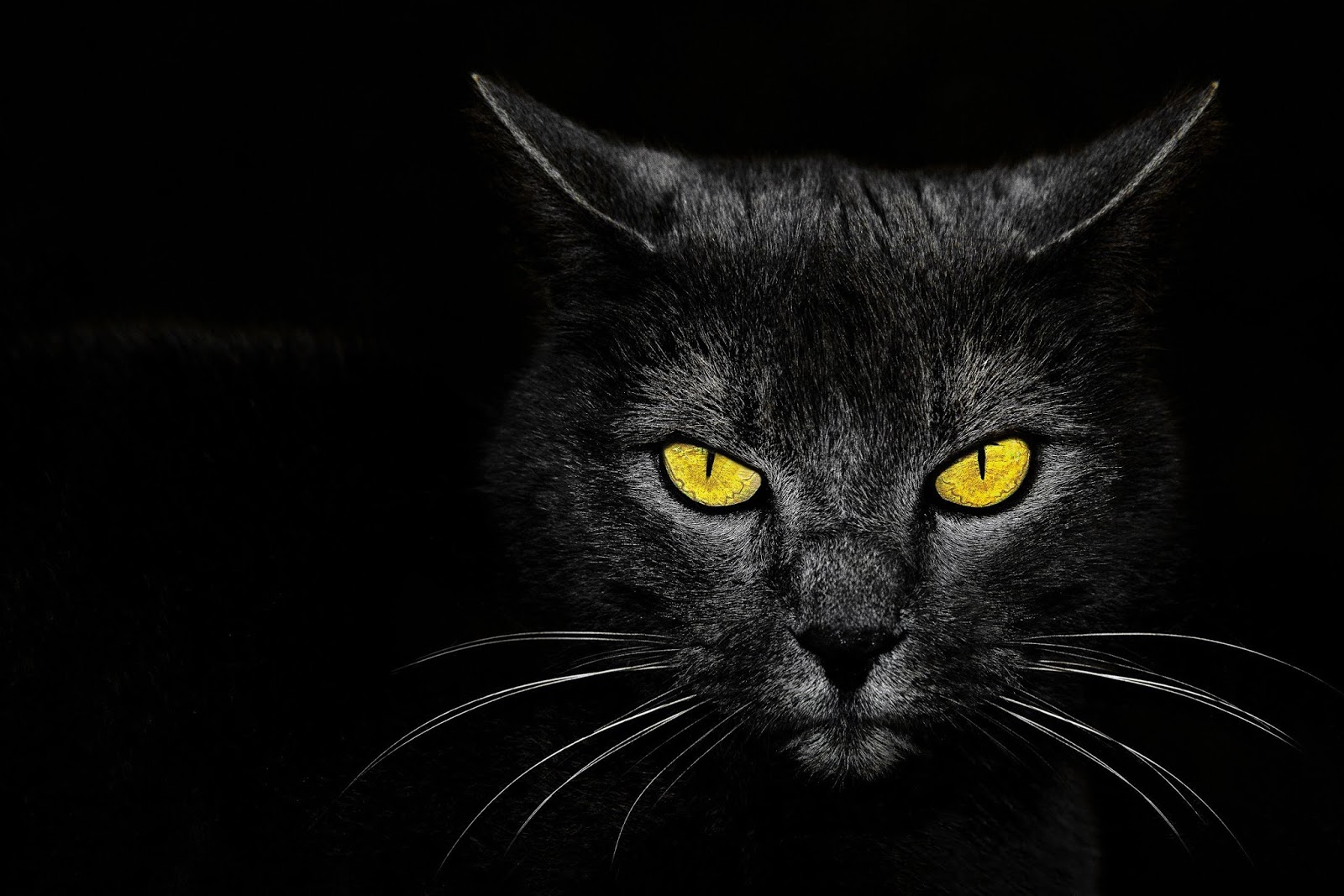 65 Black Cat Background | MagOne 2016
