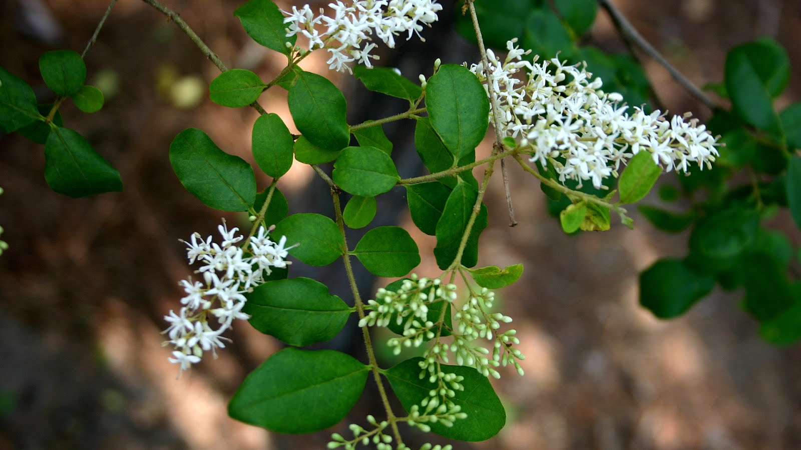 Privet Privet Flowers Flower Choices