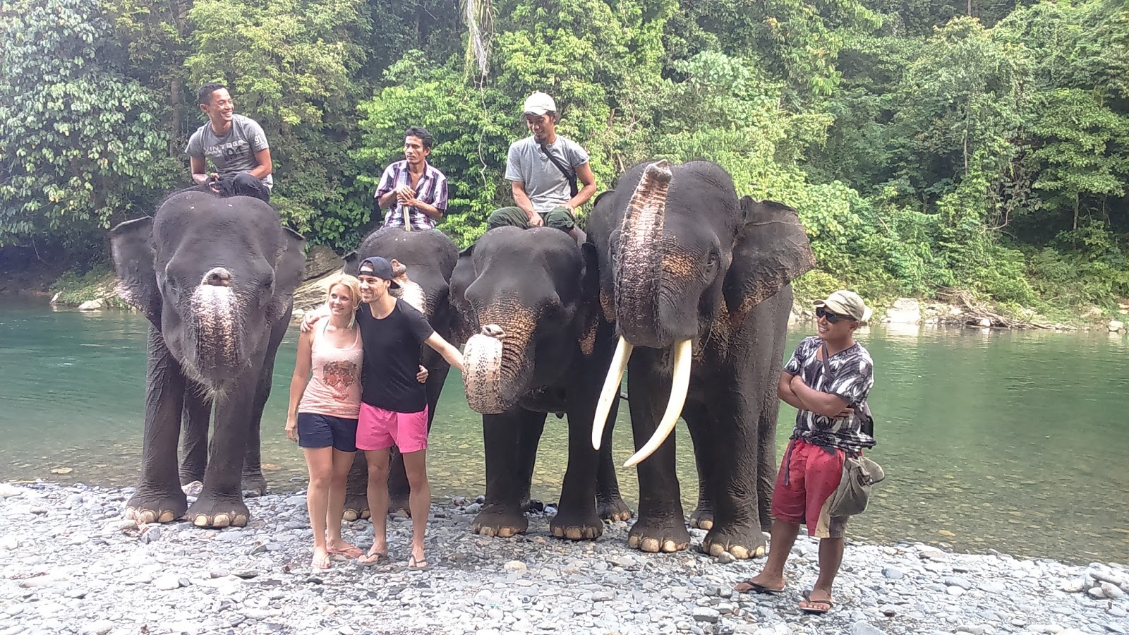 Orangutans - Elephants ( 5 Days Bukit lawang & Tangkahan tours ) | Sumatra  Jungle Tours - Bukit lawang Orangutan Treks