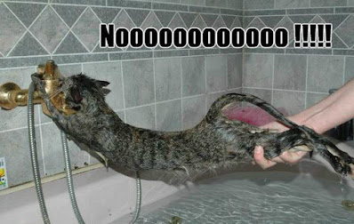 gato agua humor