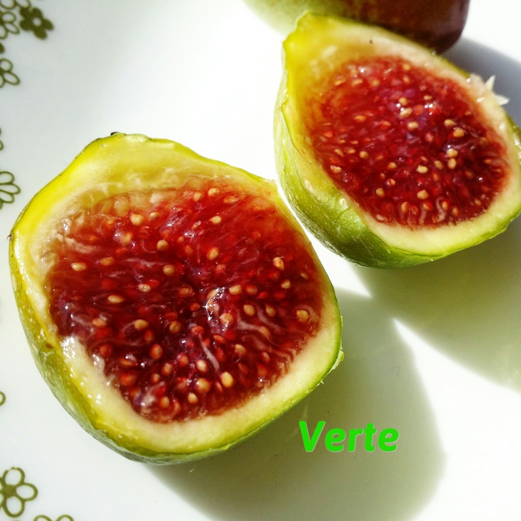 verte fig, sinonim dan varietas pohon tin