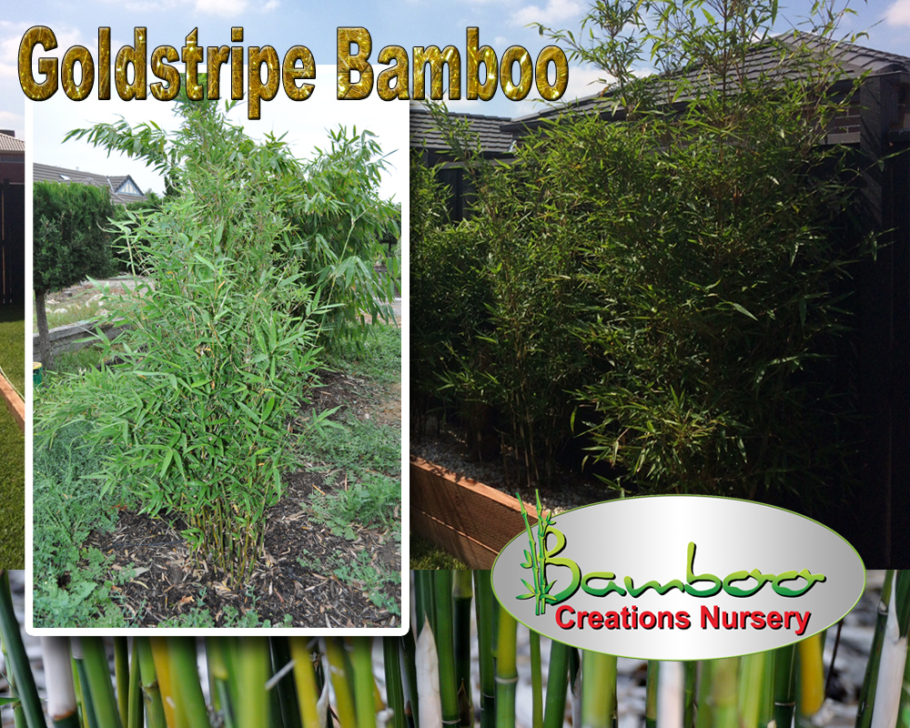 Bamboo Creations Victoria February 2018