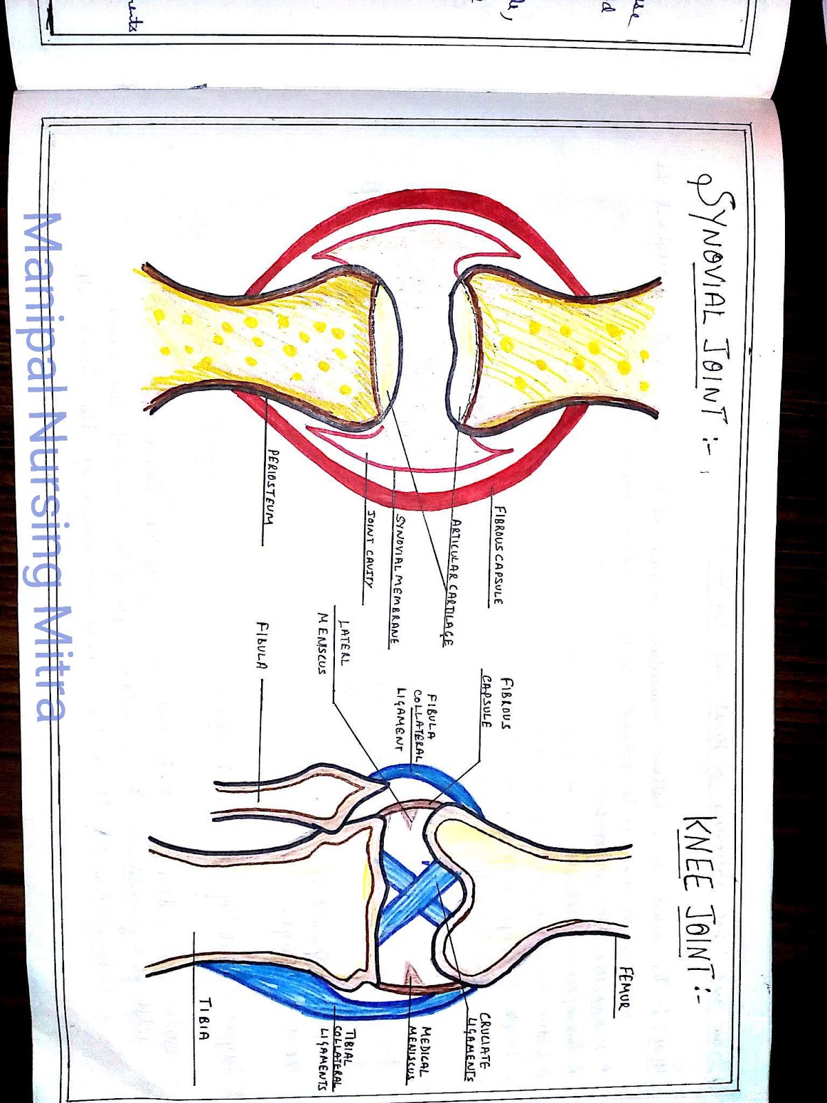 Anatomy Diagram Book