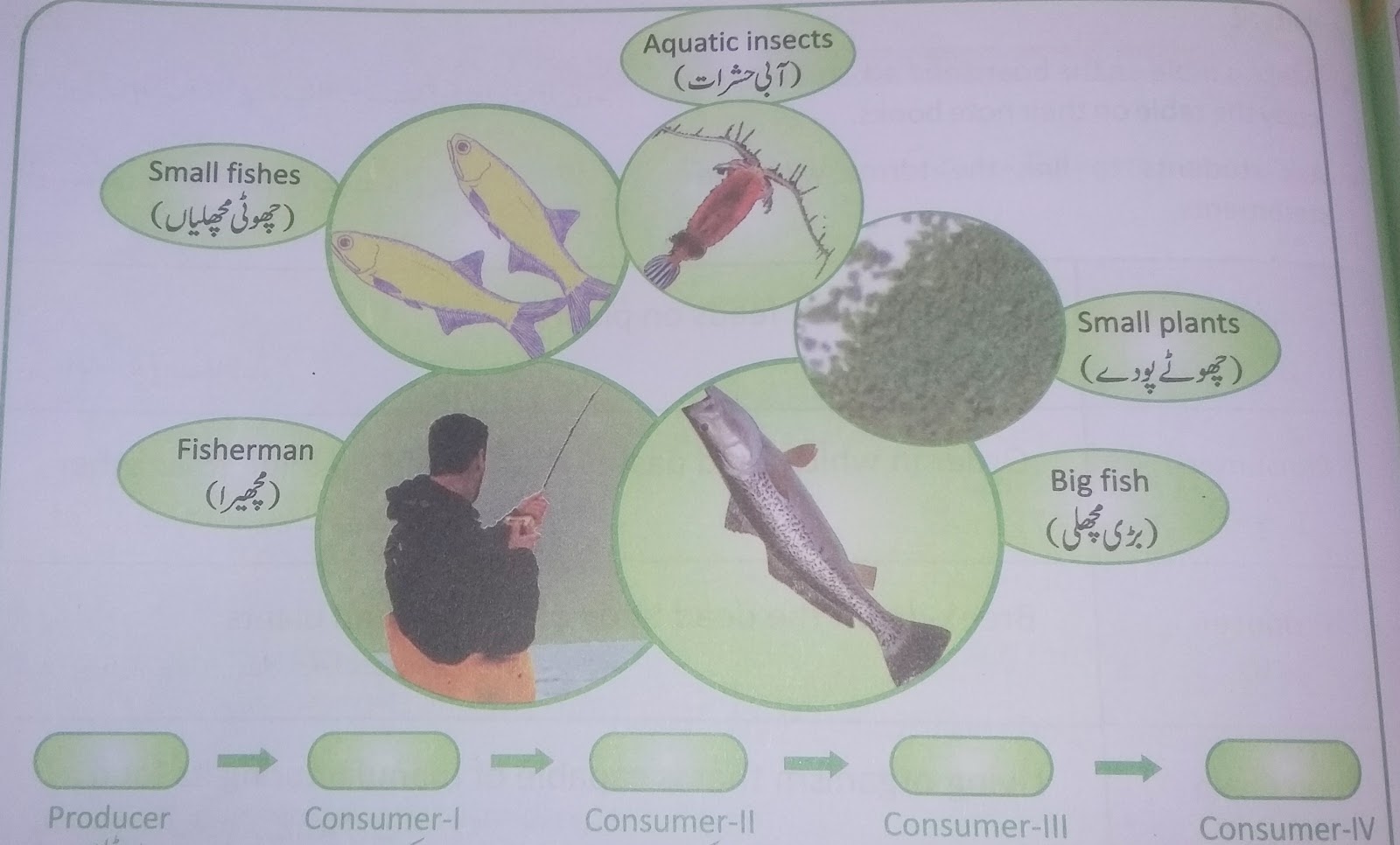 Lesson Plan of Food Chain General Science Grade IV | Effective and