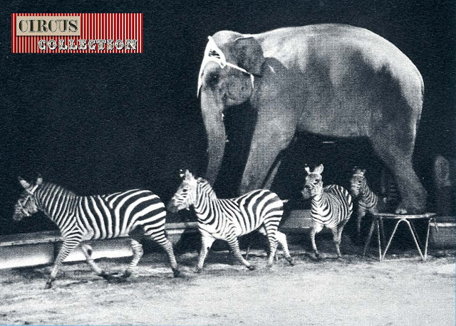 les zèbres du cirque passent sous un éléphants 