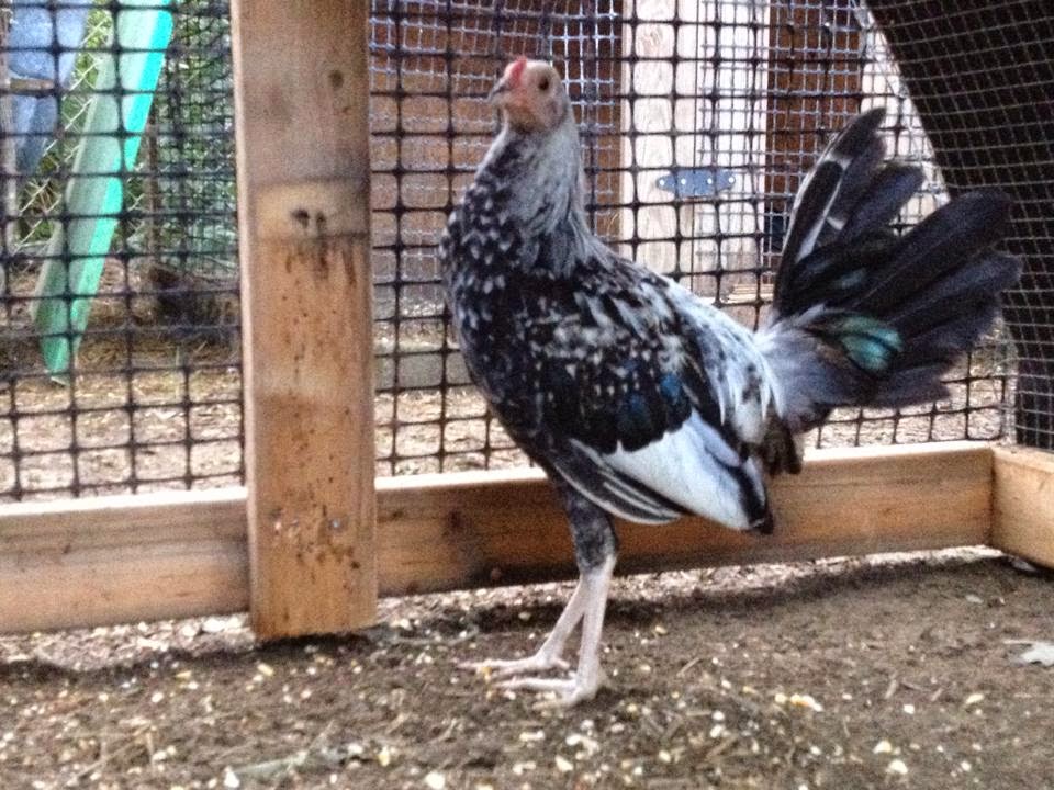 Jay goode gamefowl
