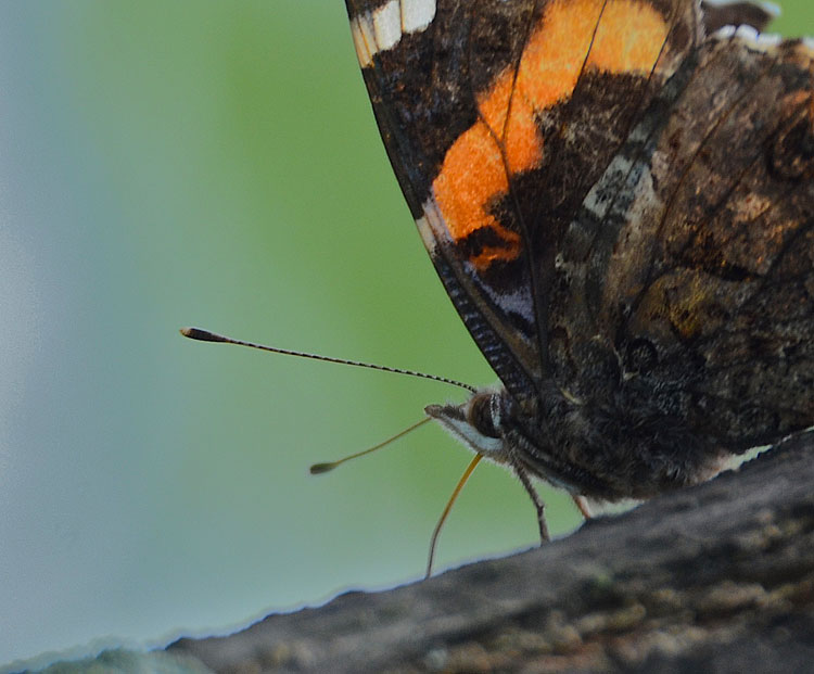 The profile of a Red Admiral butterfly with a great view of his proboscis while feeding at a tree sap flow.. 