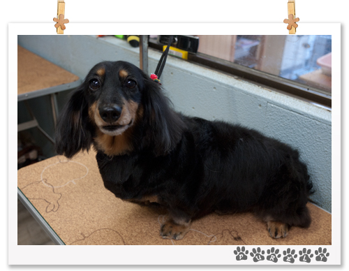 犬の美容室ピュアリー プードルスクール ダックス プードル Mix ゴールデンレトリバー