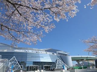 大阪プールの桜