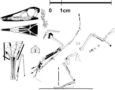 Eudimorphodon