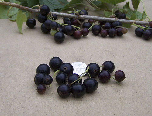 Смородина: черная, красная, розовая и белая.