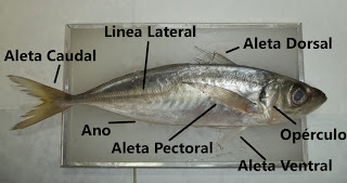 Departamento de Biología IES Laguna de Tollón: noviembre 2011