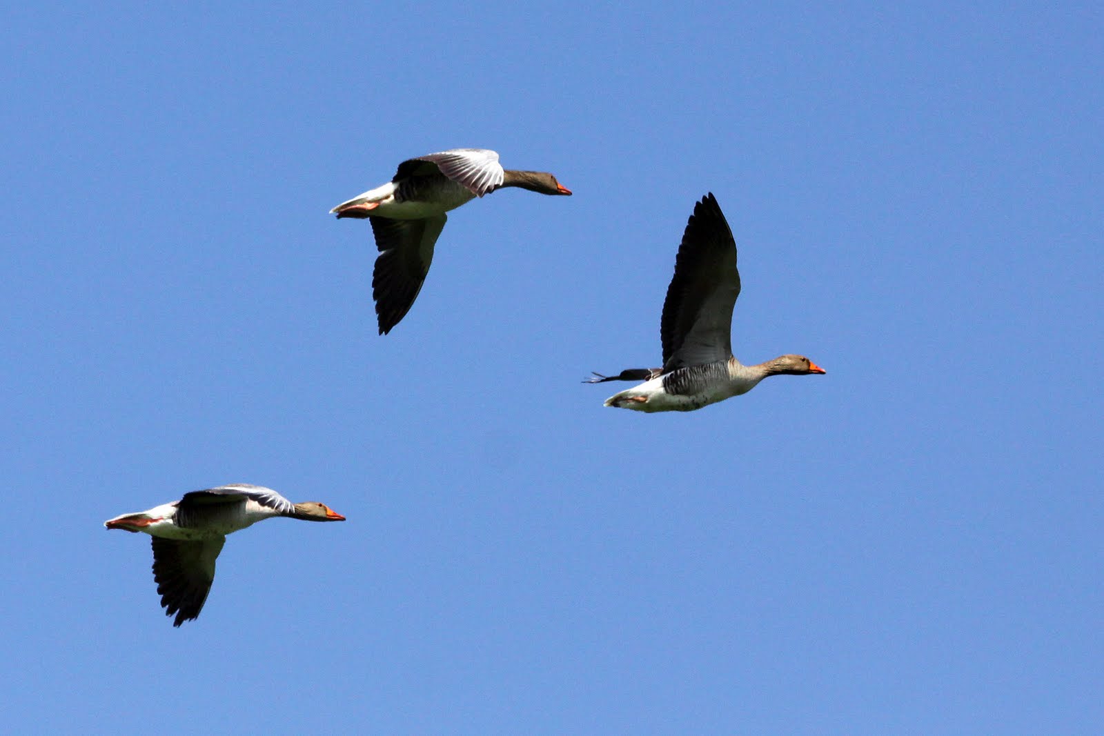 Photo Club MIST Oies sauvages en vol Photo Club MIST Oies sauvages en vol